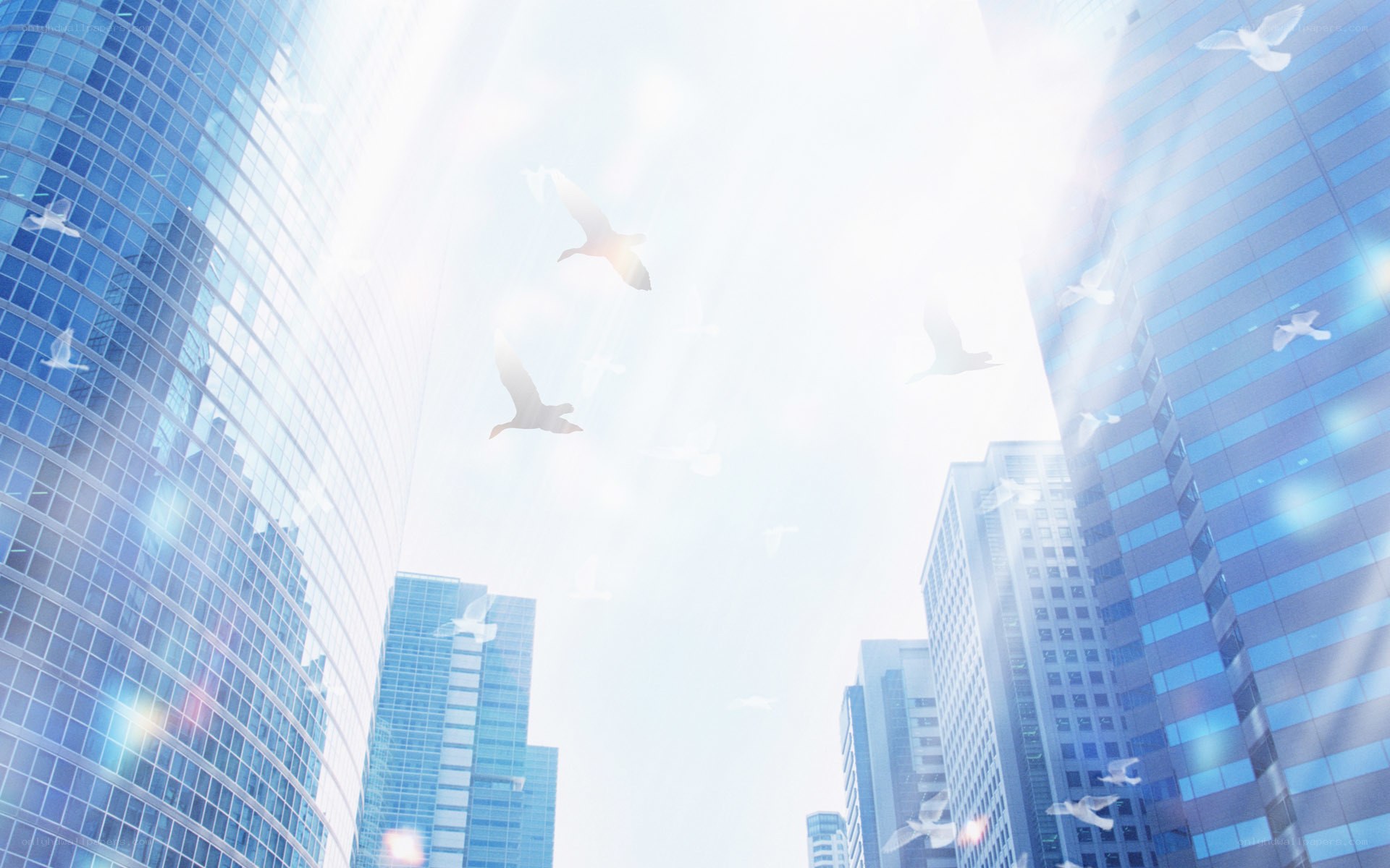 Birds flying over skyscrapers