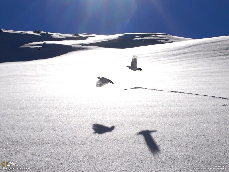 Birds flying over snow