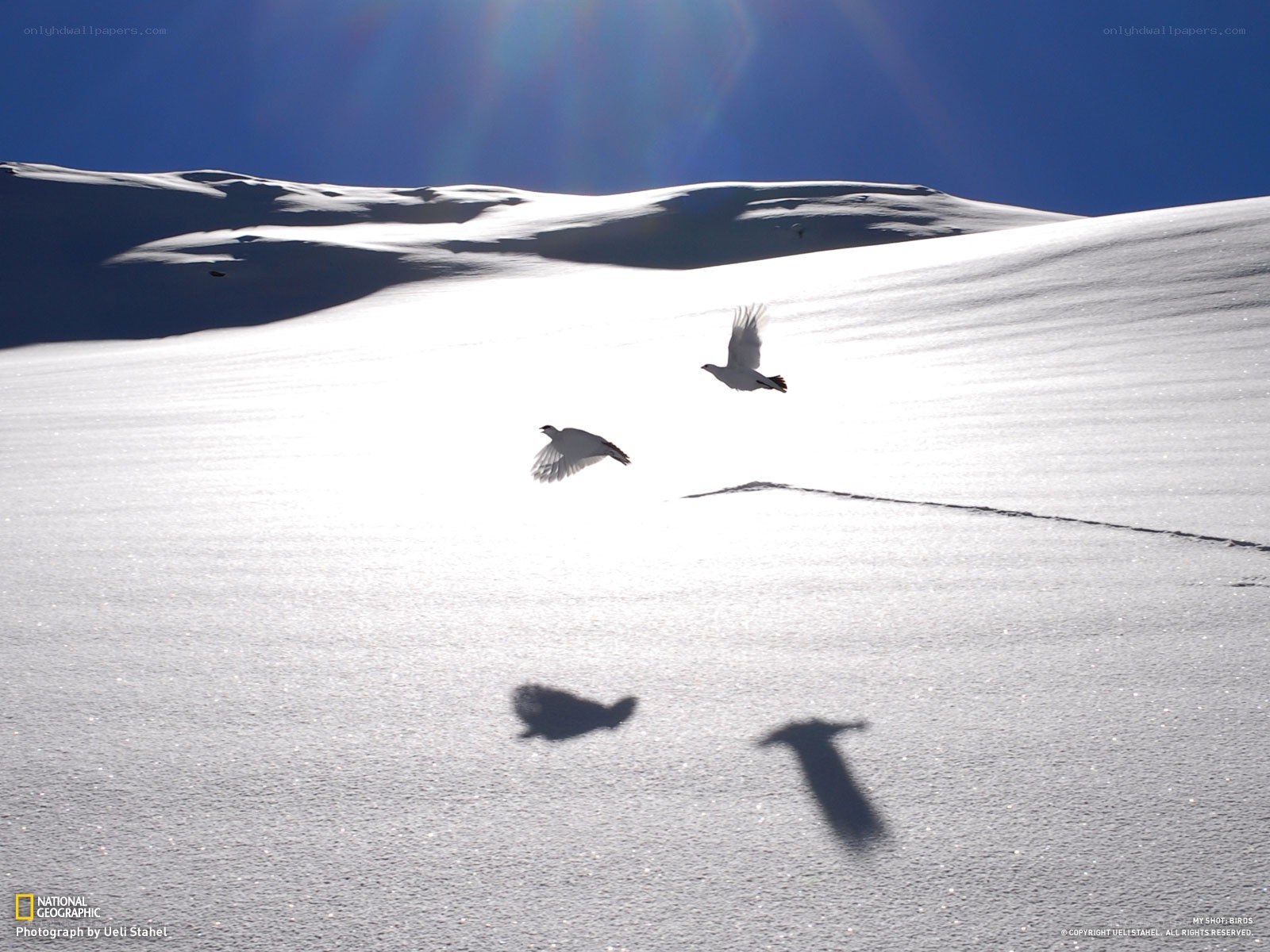 Birds flying over snow