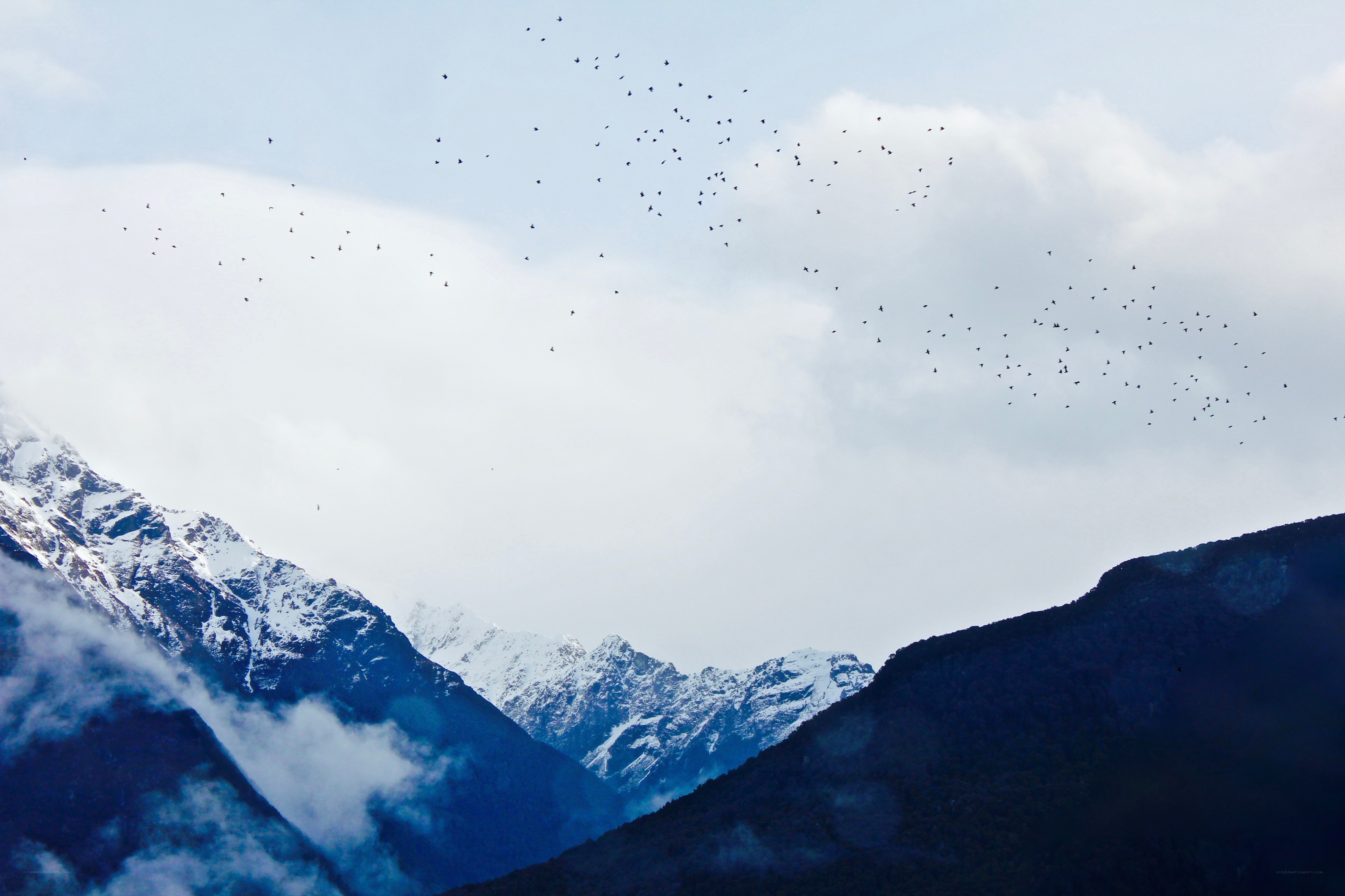 Birds flying over snowy mountains