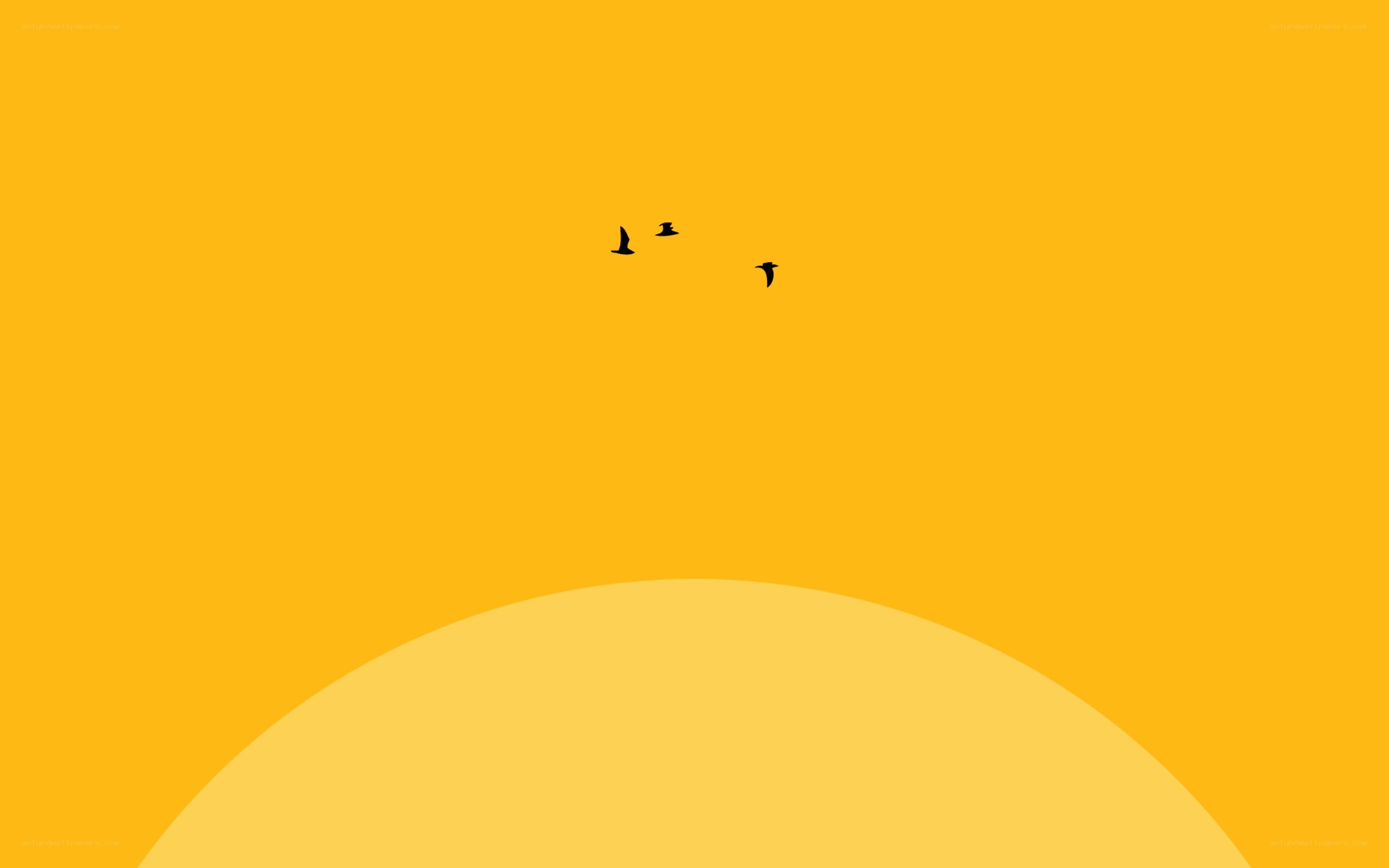 birds flying over sun