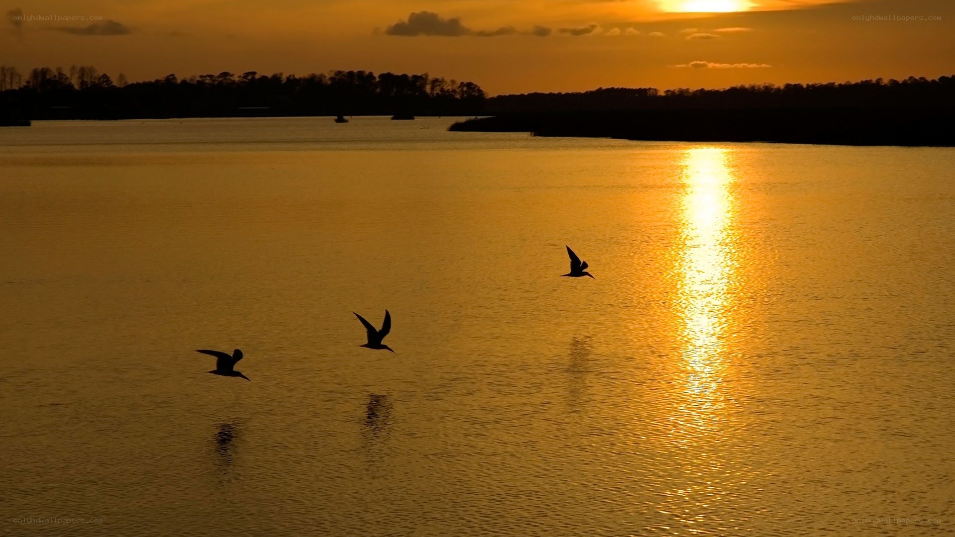 Birds flying over sunset lake