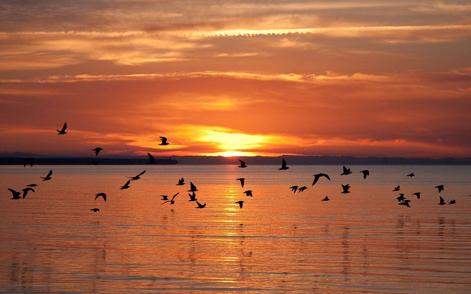 Birds flying over sunset sea
