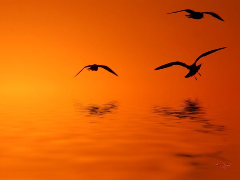 Birds flying over sunset water