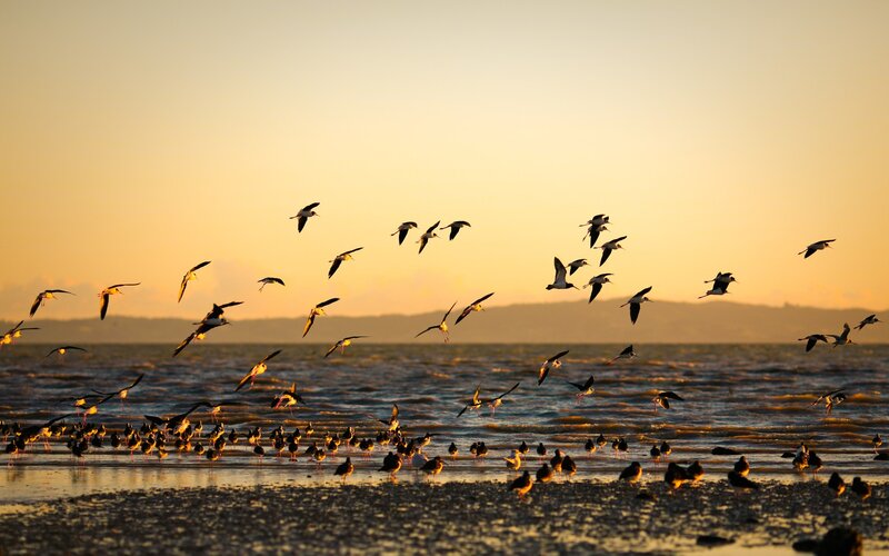 Birds flying over the water at sunset