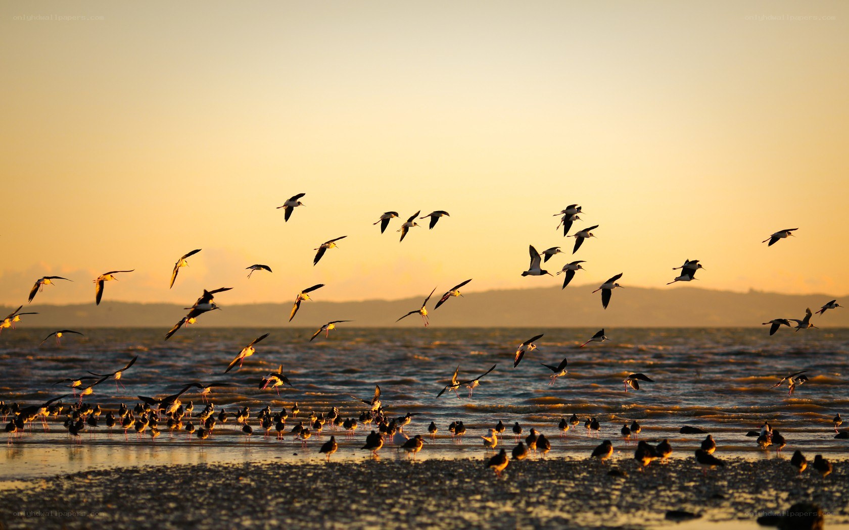 Birds flying over the water at sunset