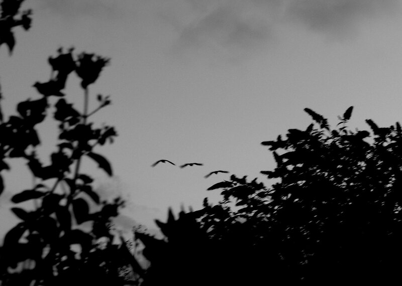 Birds flying over trees