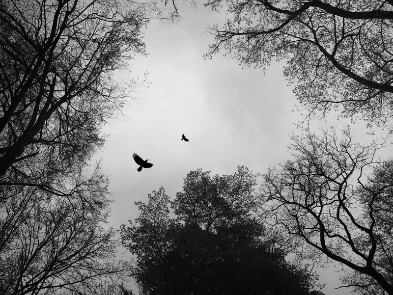 Birds flying over trees