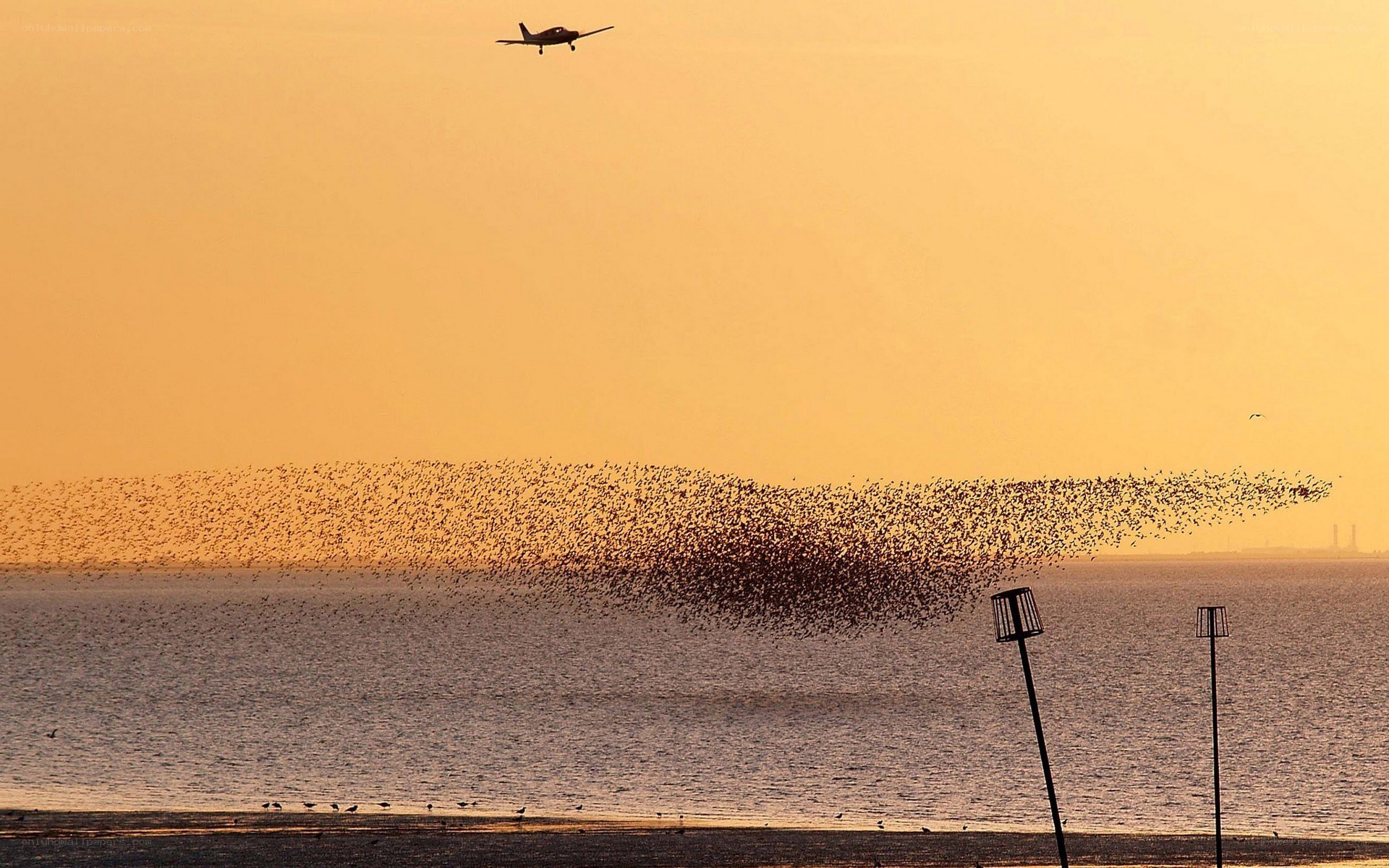 Birds flying over water at sunset