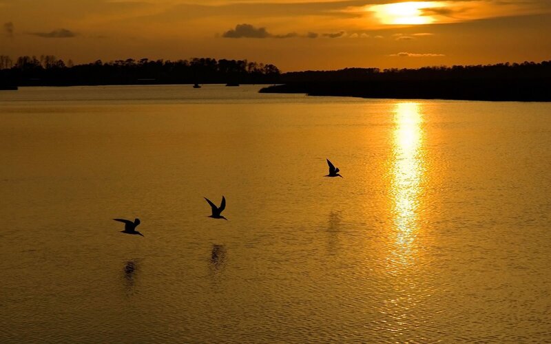Birds Flying over Water — Gold, Serene, Sunset, Photograph, Sun