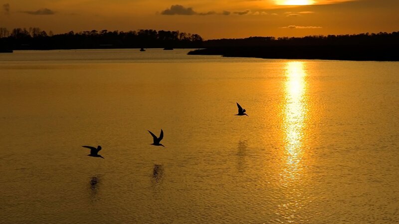 Birds Flying over Water — Gold, Serene, Sunset