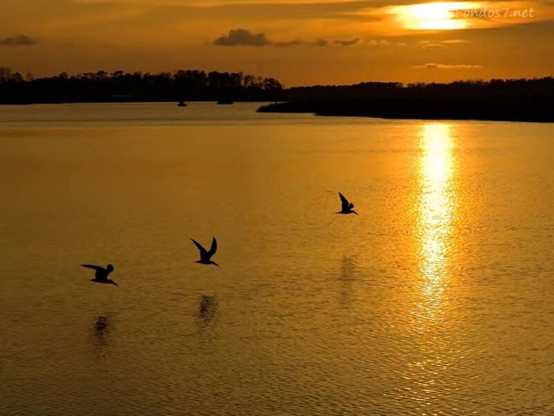 Birds Flying over Water — Gold