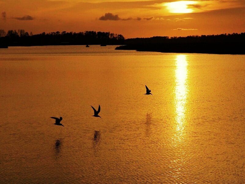 Birds Flying over Water — Orange, Serene, Sunset