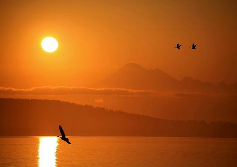 Birds Flying over Water — Orange, Serene