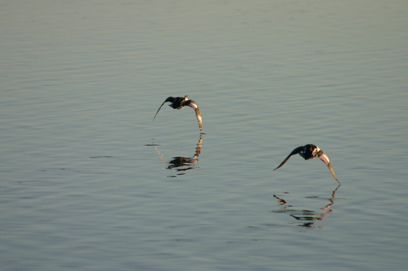Birds flying over water
