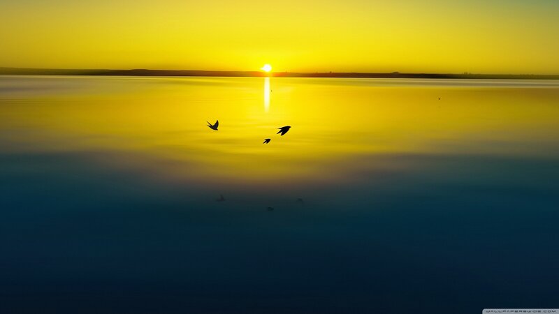 Birds Flying over Water — Yellow, Serene