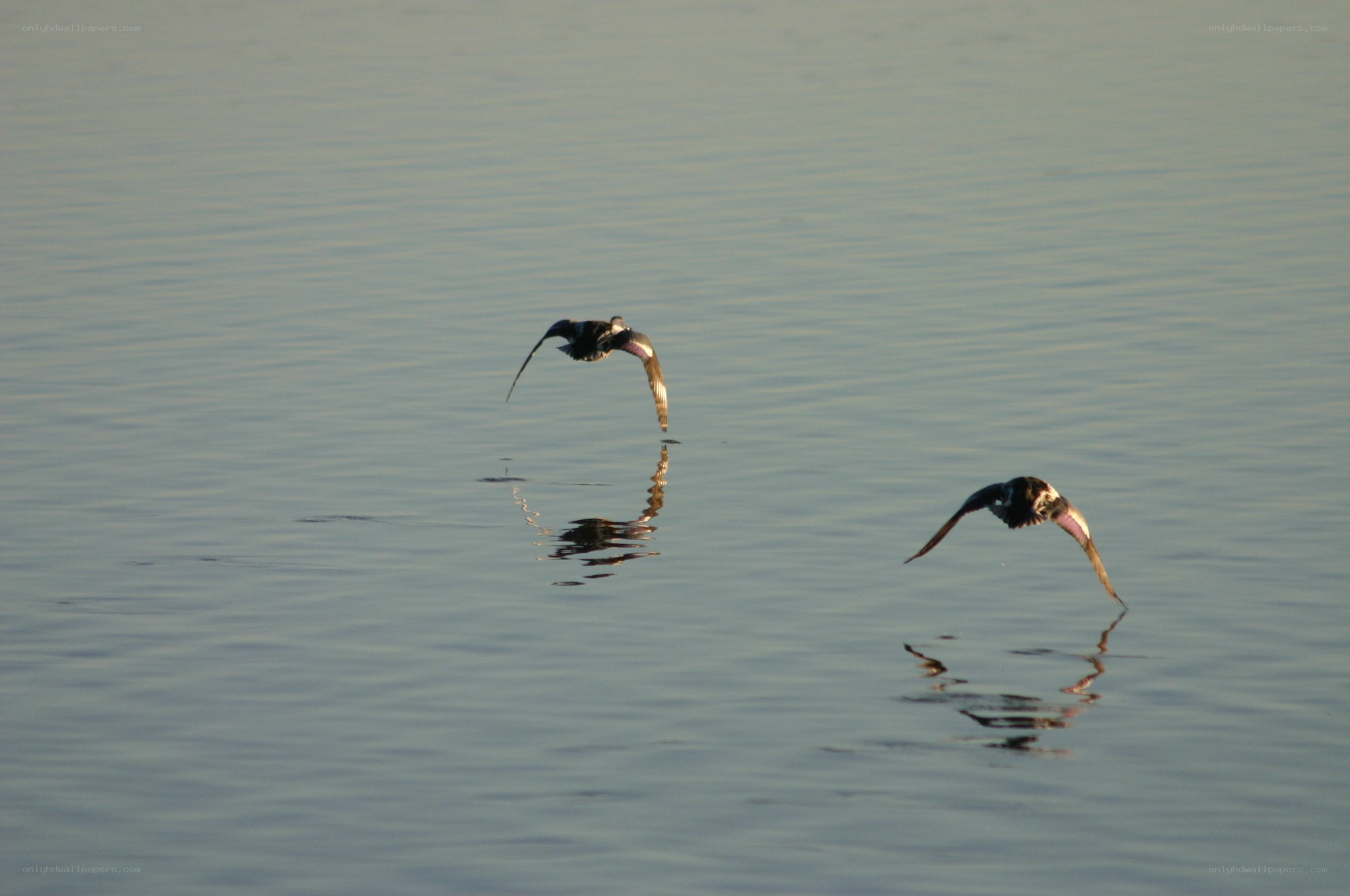 Birds flying over water