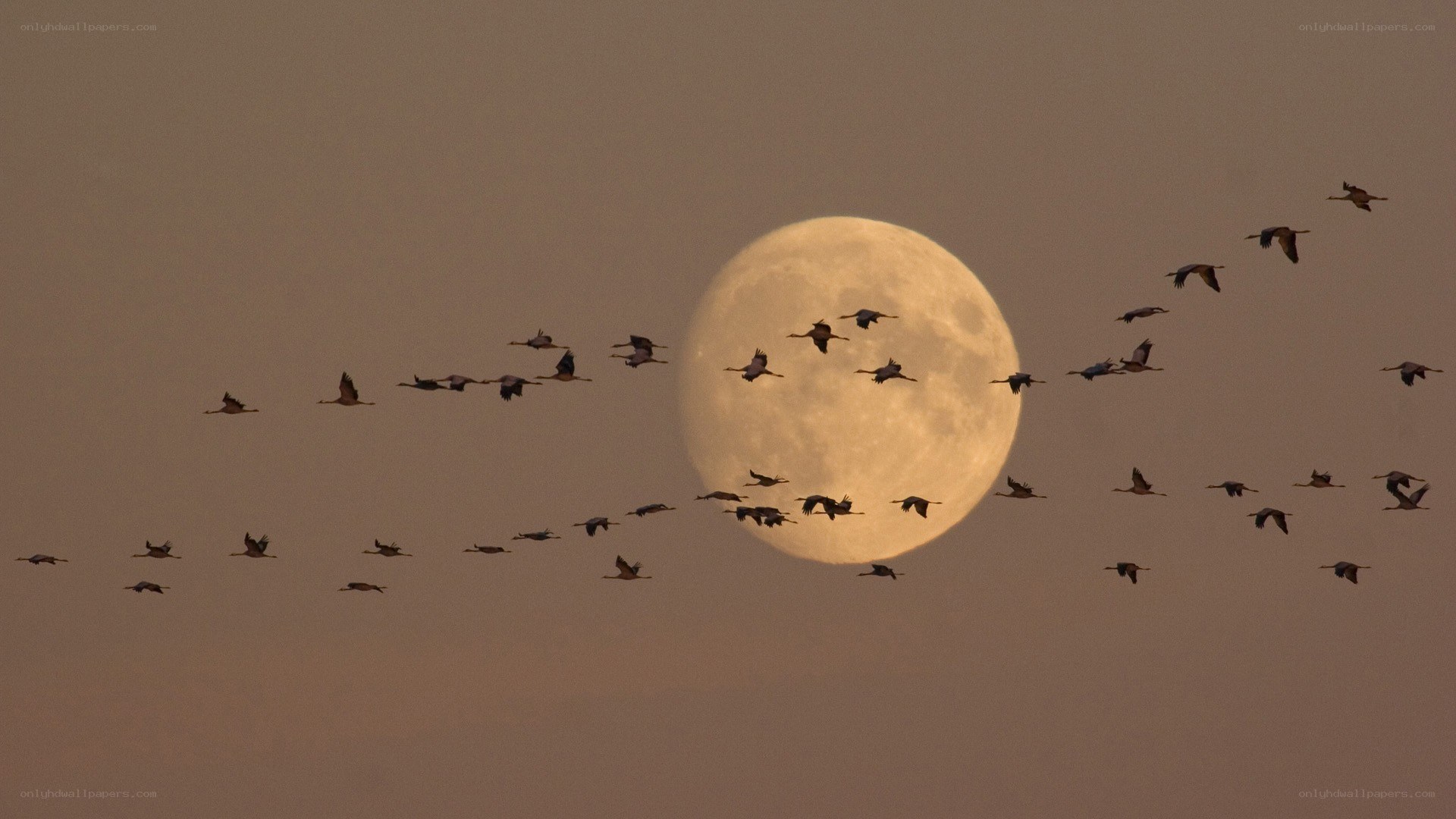 Birds flying past full moon