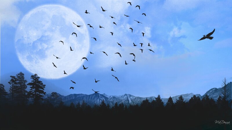 Birds flying under a full moon