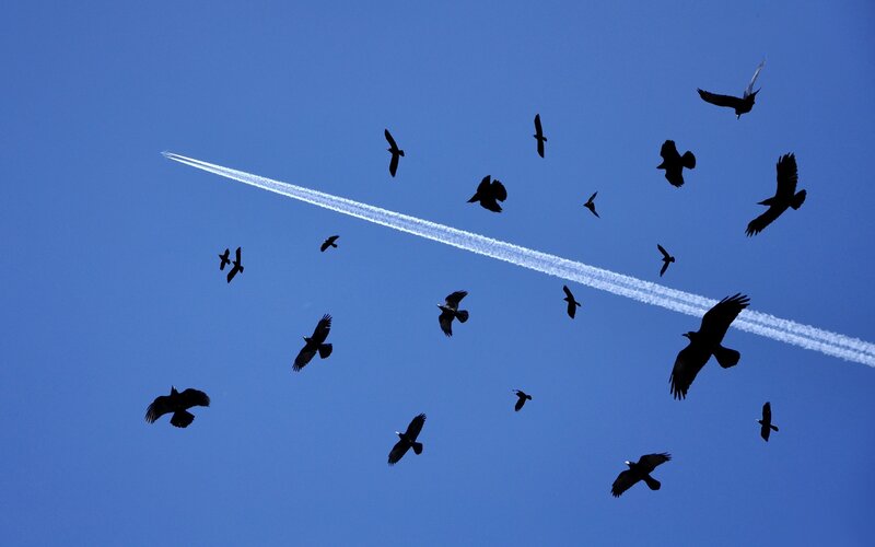Birds flying with airplane trail