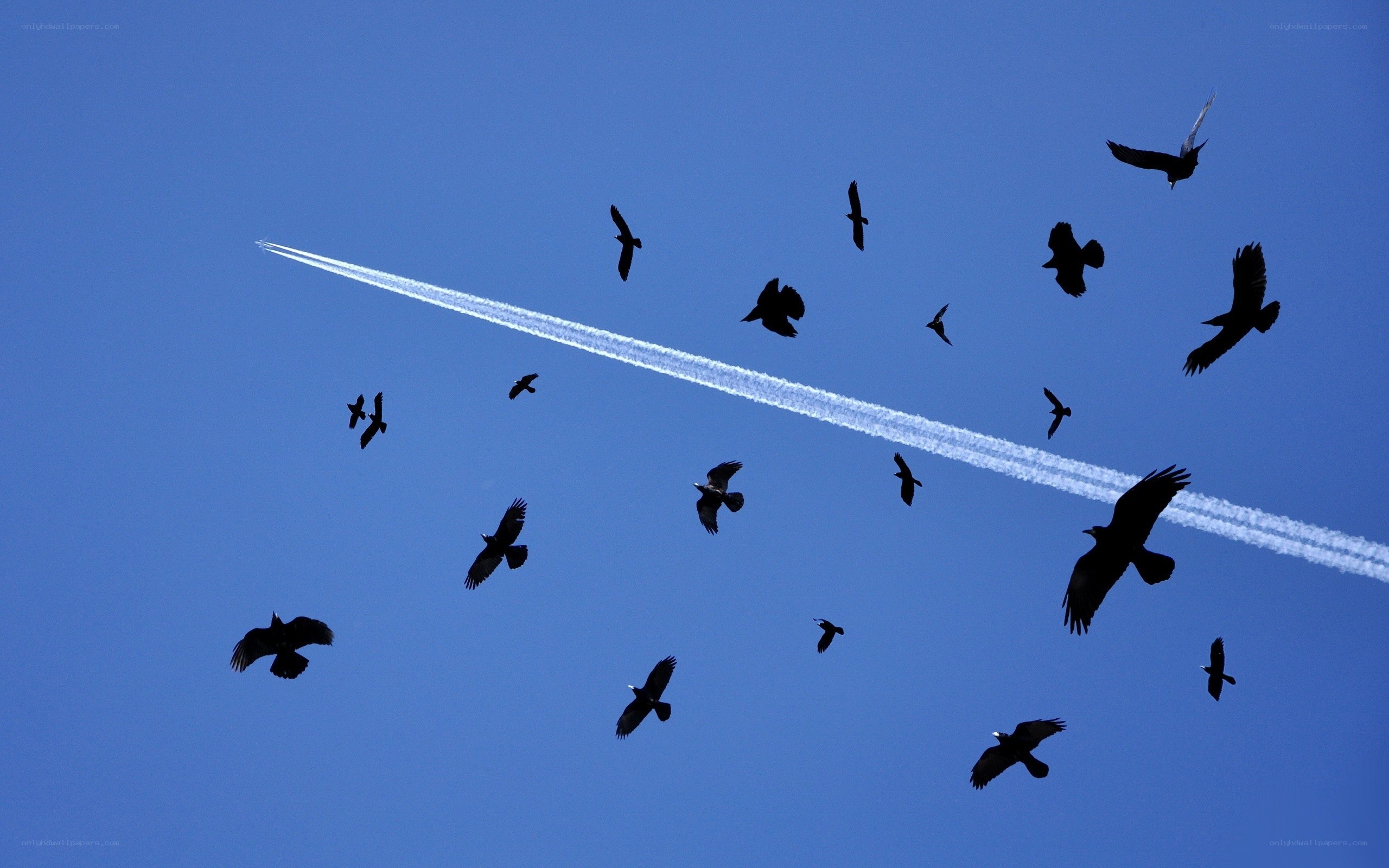 Birds flying with airplane trail