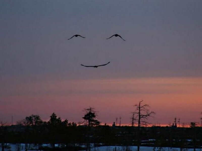 birds form a smiley face
