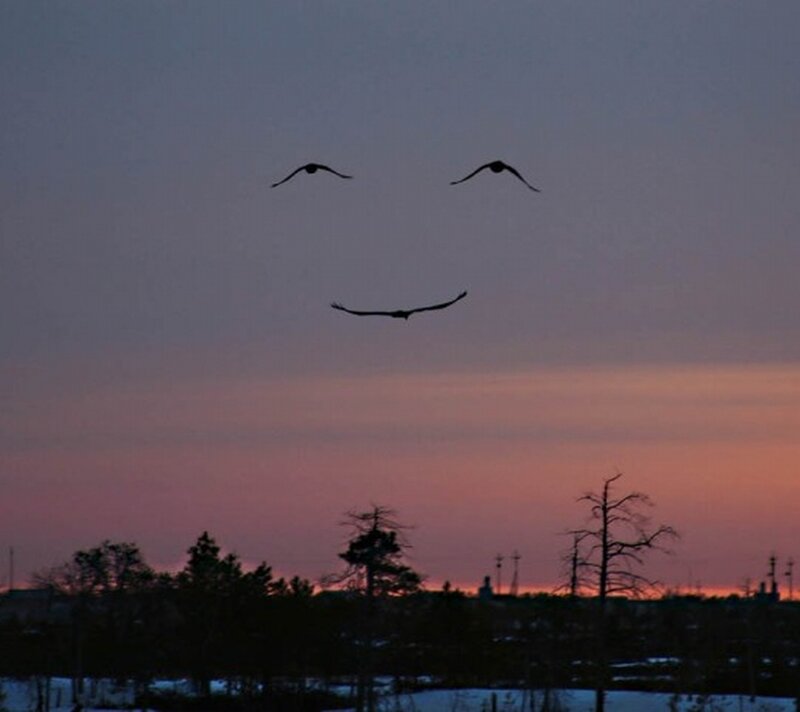 birds form a smiley face