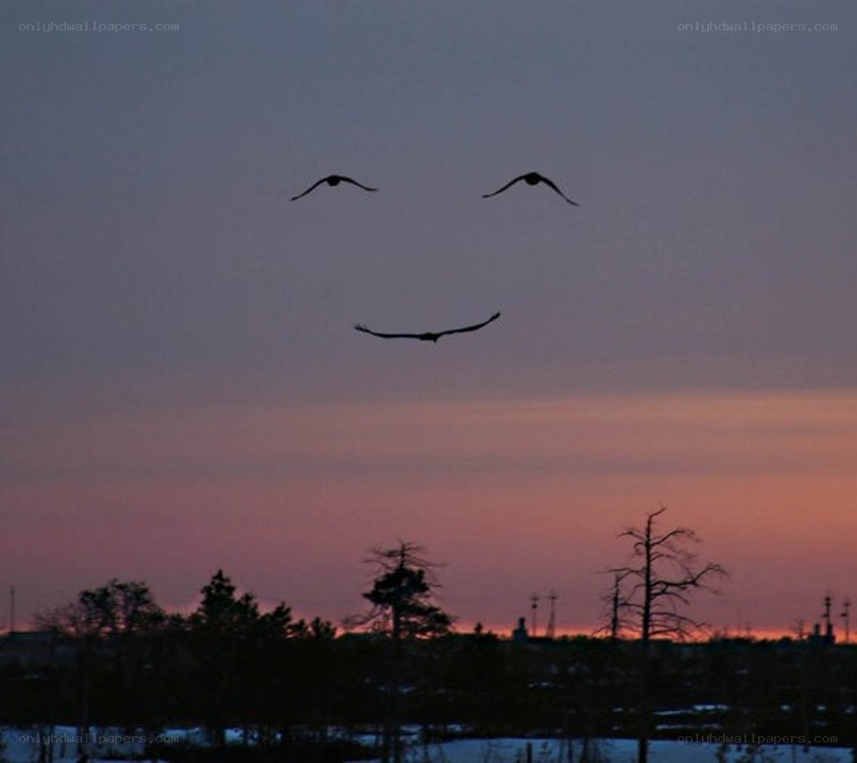birds form a smiley face