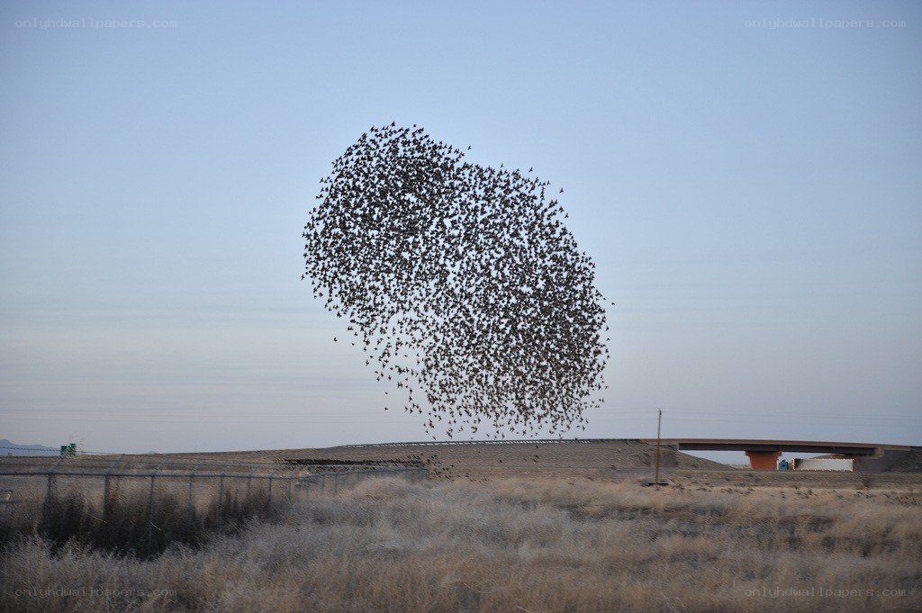 Birds forming a heart shape