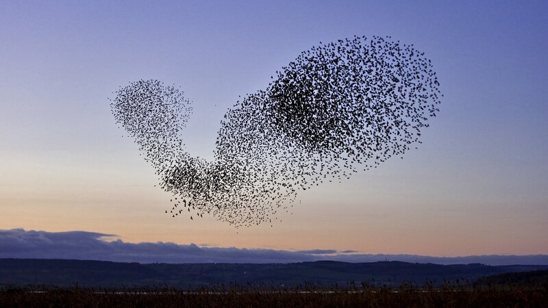 Birds forming a heart shape