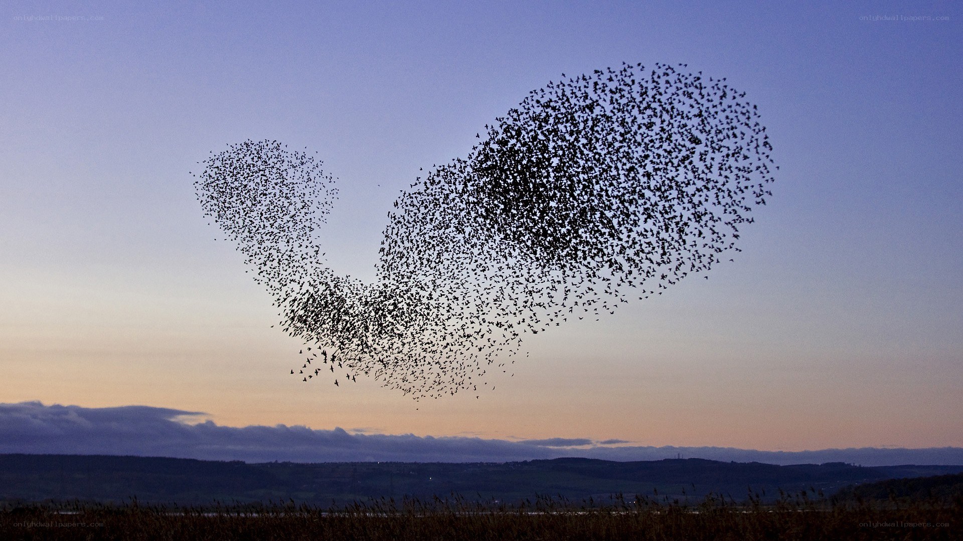 Birds forming a heart shape