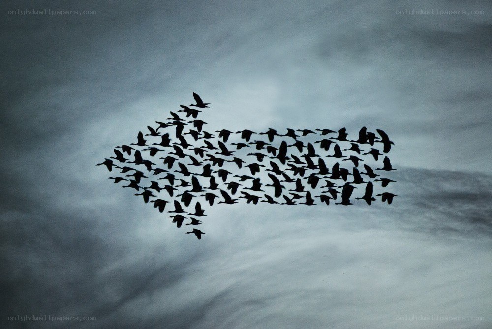 birds forming an arrow shape
