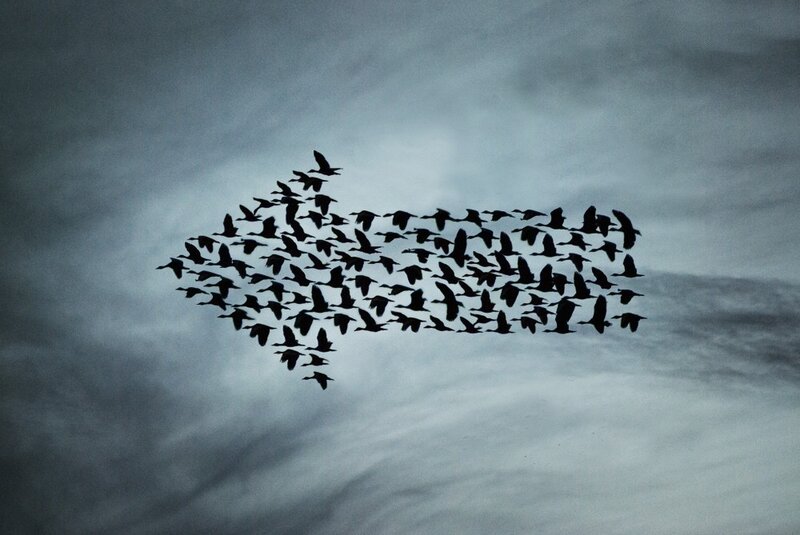 Birds Forming Arrow Shape