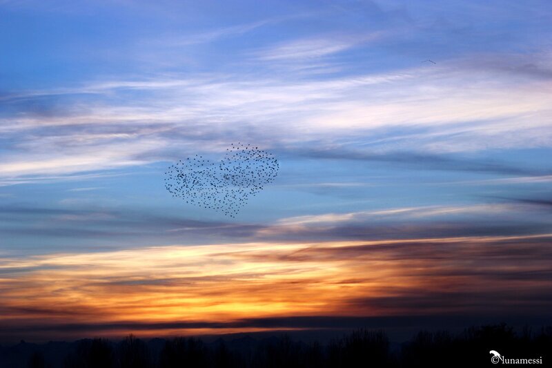 Birds Forming Heart Shape — Blue, Serene