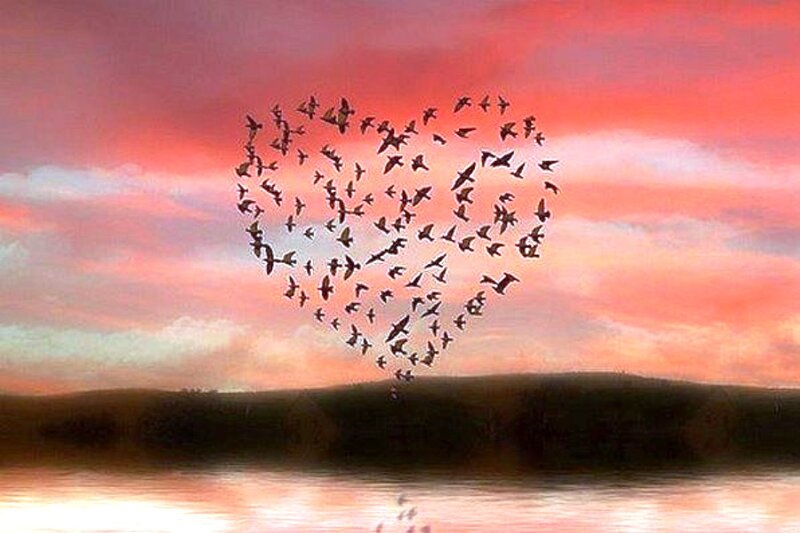 Birds Forming Heart Shape — Pink