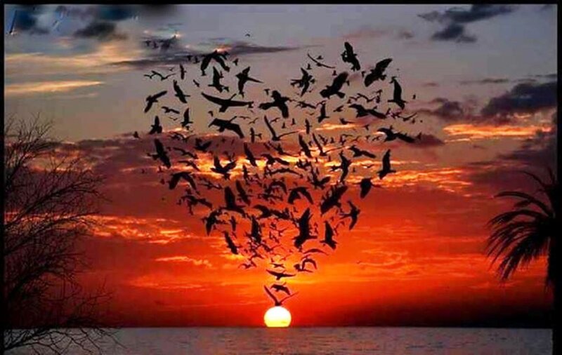 Birds Forming Heart Shape — Red
