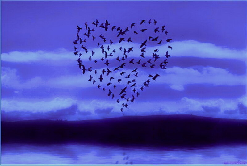 Birds Forming Heart Shape