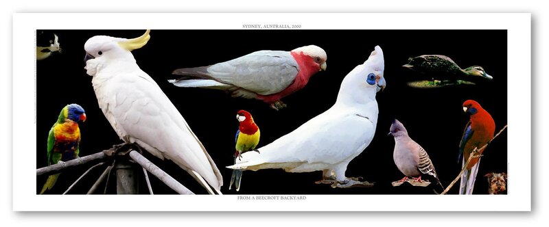 Birds from a backyard