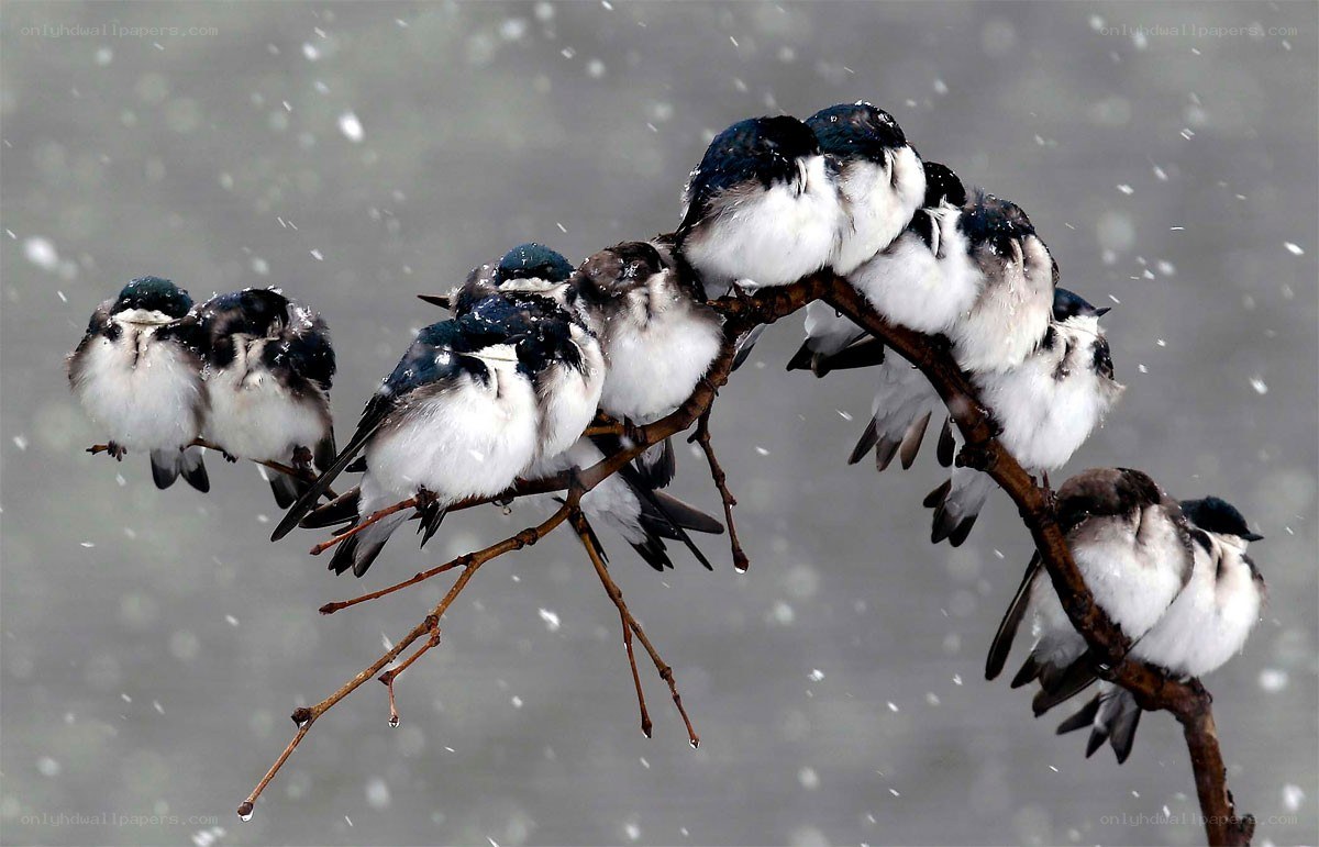 Birds huddled in snow