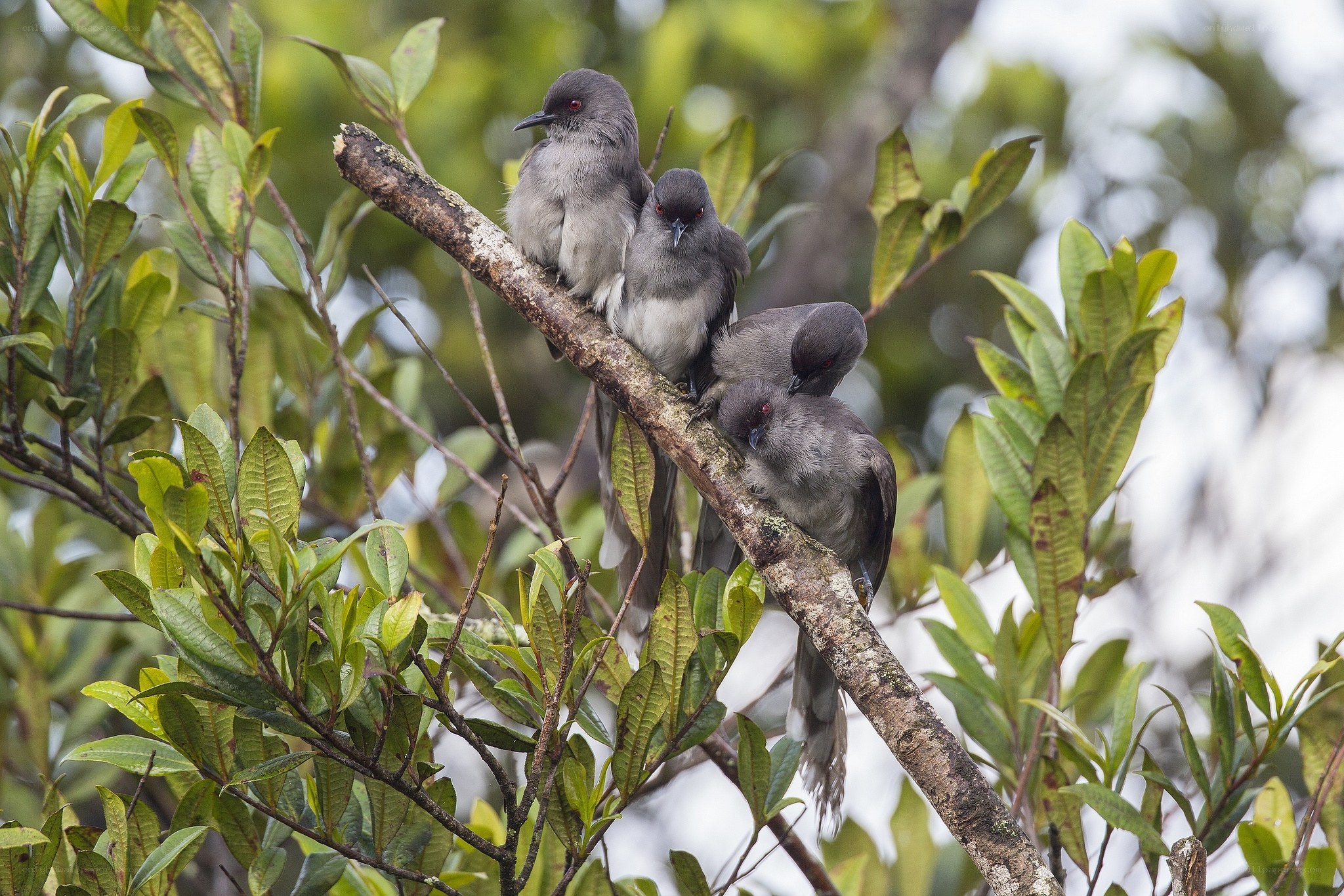 Birds huddled on a branch