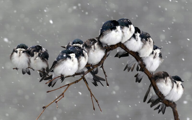 Birds Huddled on Branch
