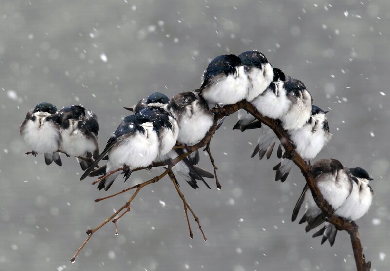 Birds Huddled on Branch — White