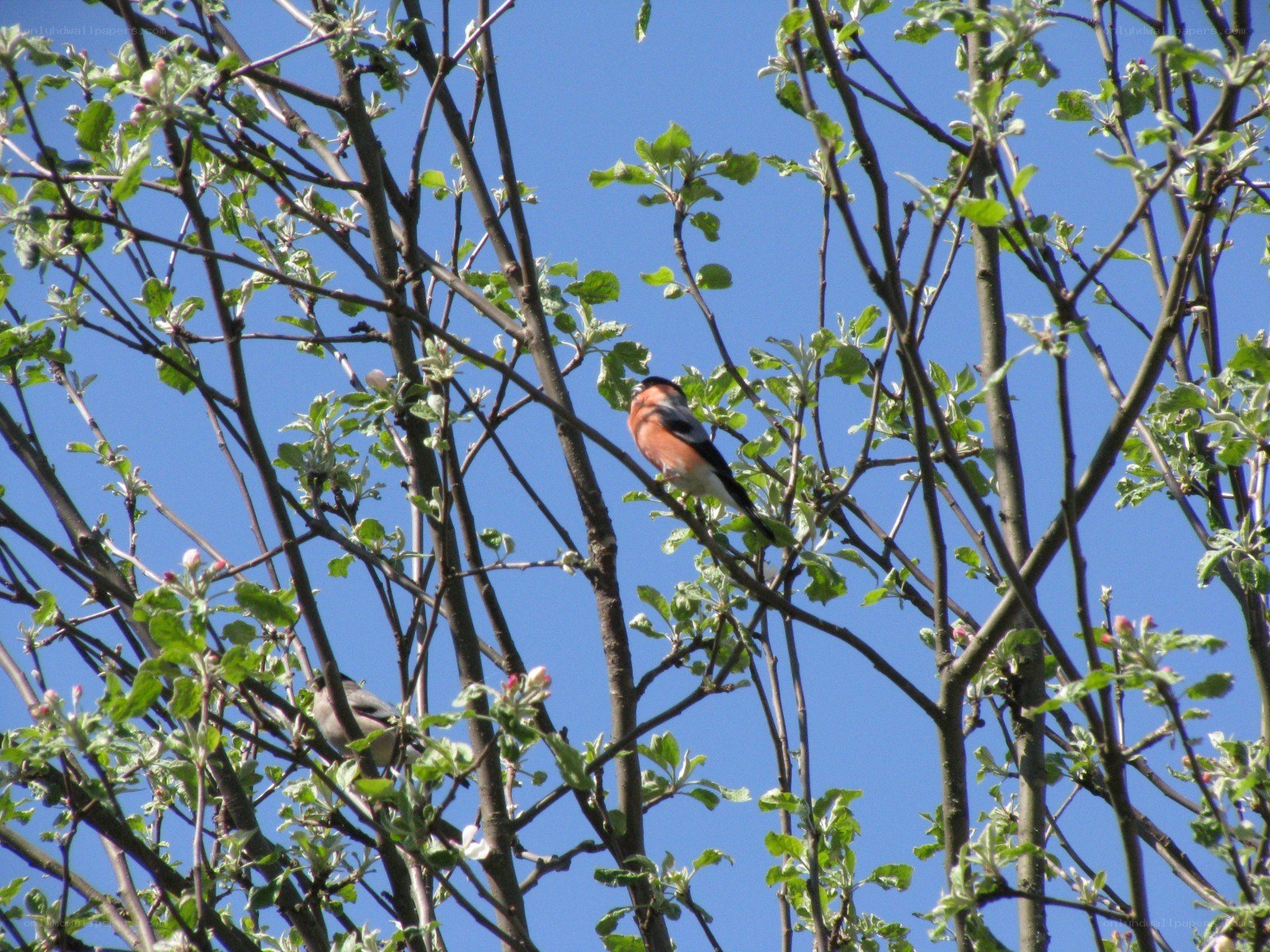 Birds in a blossoming tree