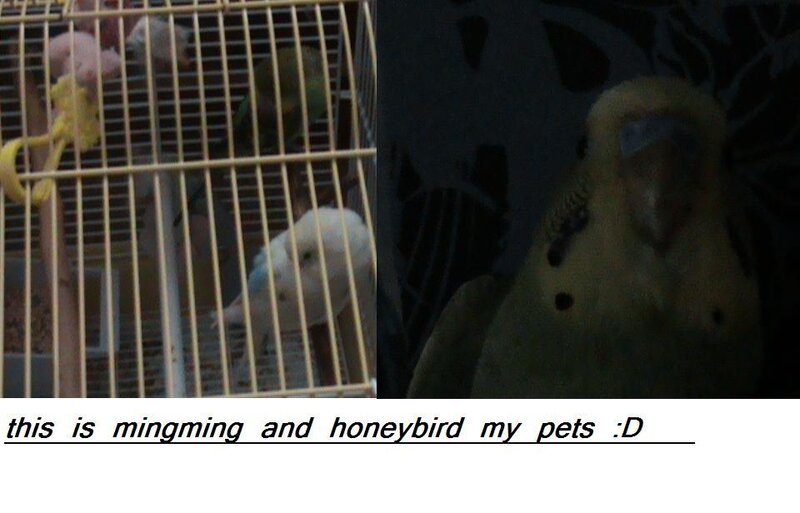 birds in a cage