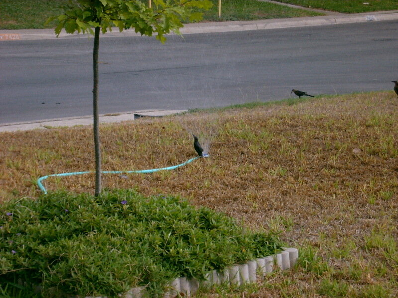 Birds in a dry yard