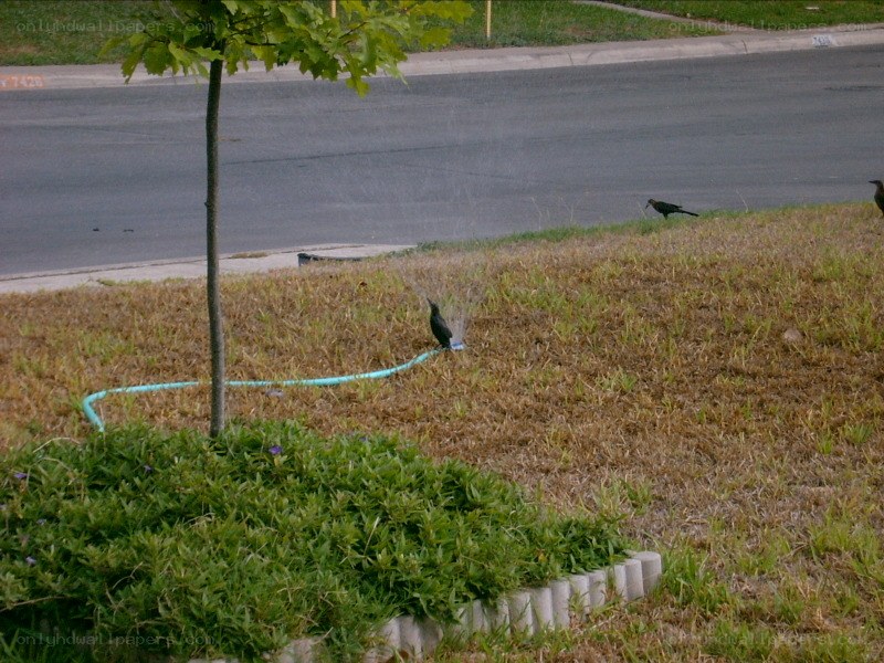 Birds in a dry yard