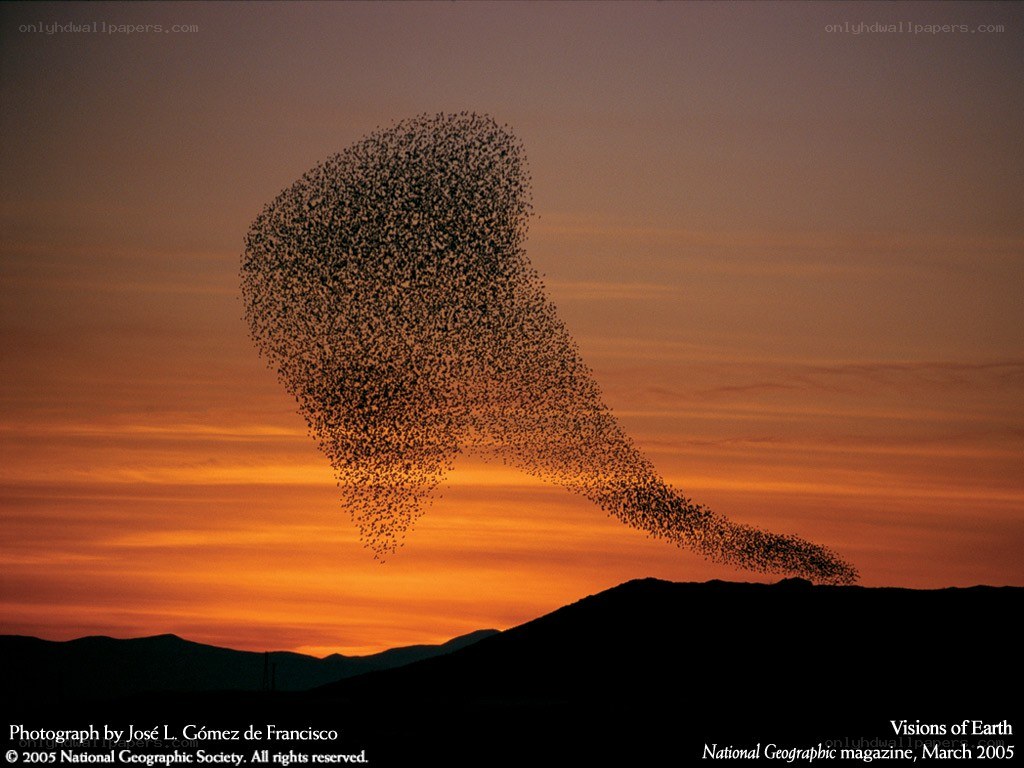 Birds in a flock at sunset