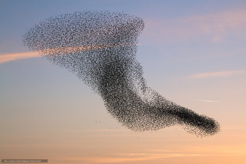 Birds in a flock