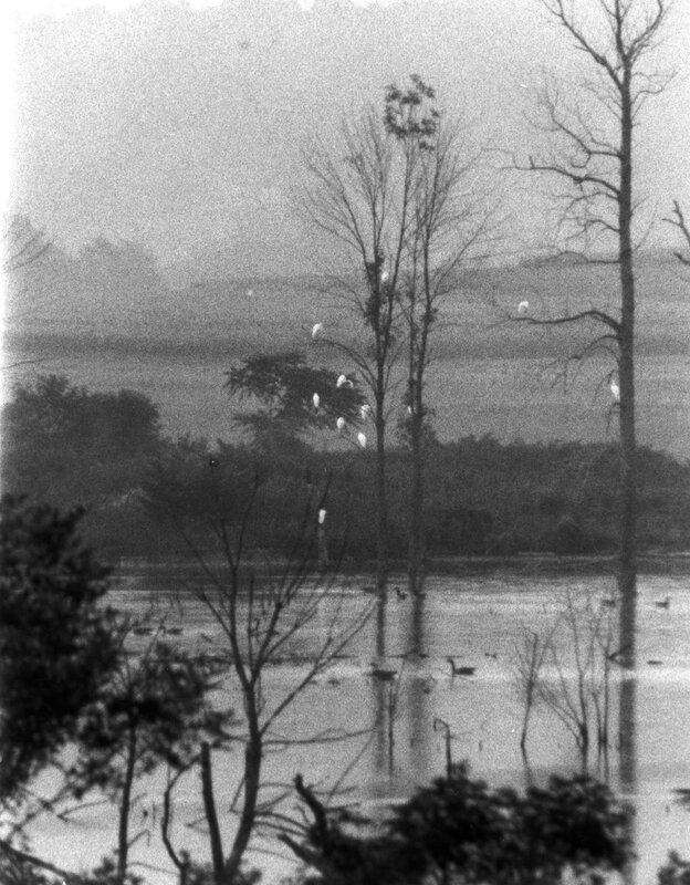 Birds in a flooded forest