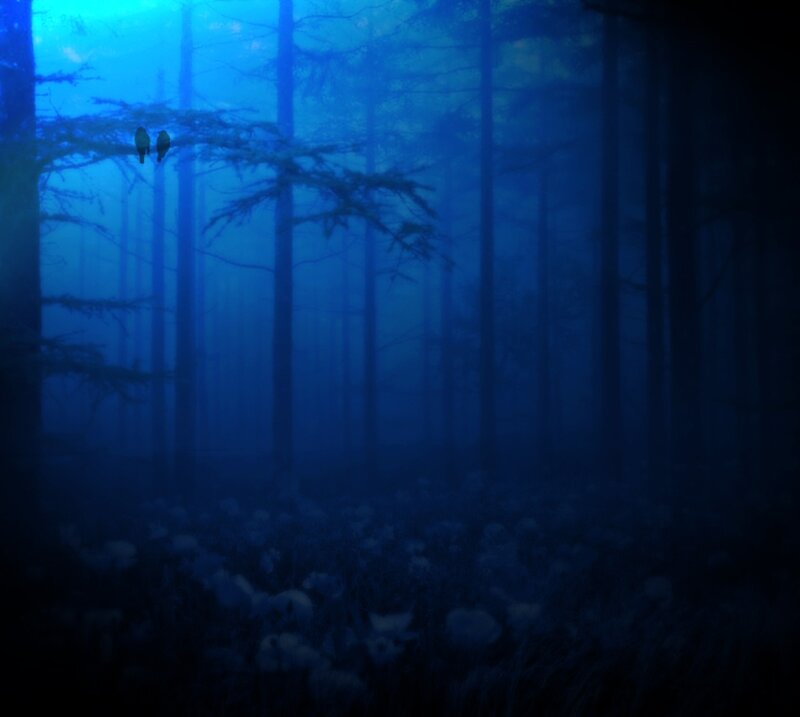 Birds in a Forest — Blue